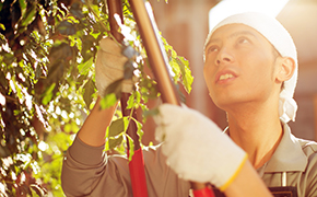 野木町で植木のお手入れ